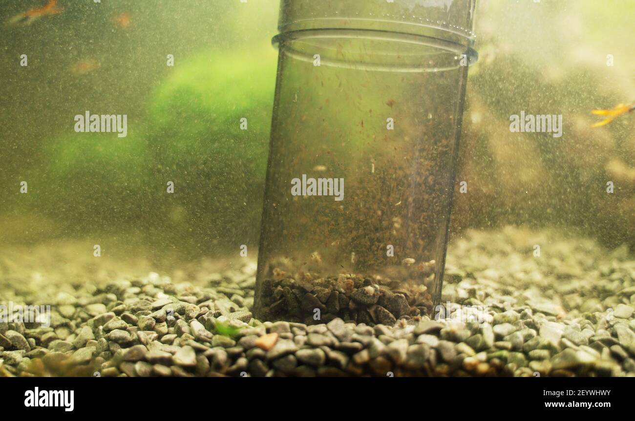 Using of battery powered gravel cleaner in aquarium Stock Photo Alamy
