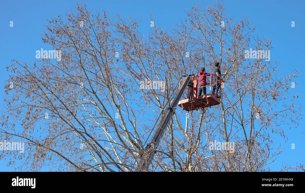 Two men pruning a tree by chainsaw, standing on a elevated platform. Tree pruning time. Workers pruning a tree. Gardening background photo. Stock Photo