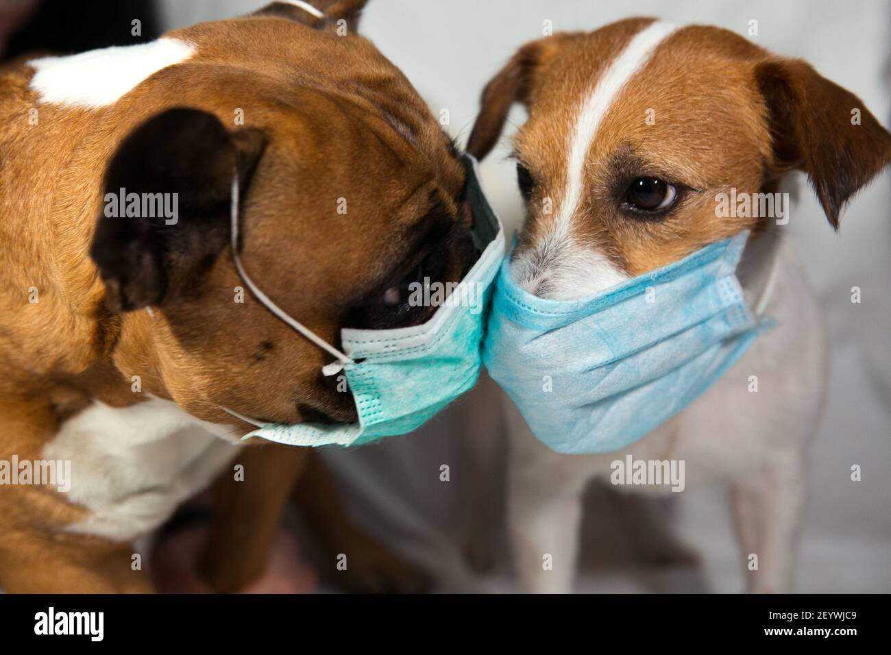 Kissing dogs in medical masks. Dogs French Bulldog and Jack Russell in
