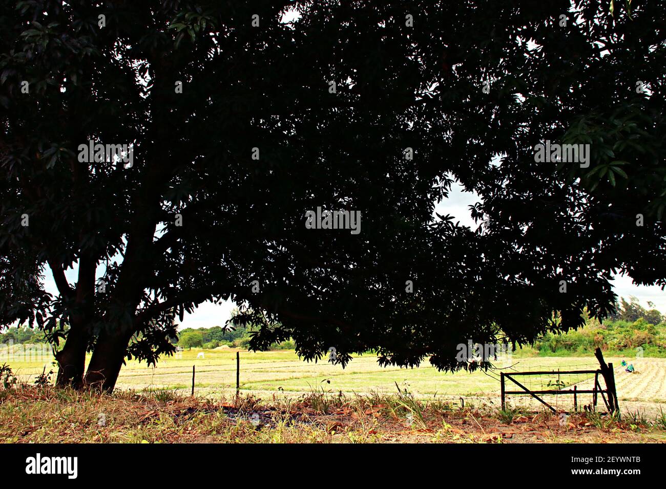 Rice Field and Backyard Mango Trees Somewhere In San Antonio Zambales Philippines Stock Photo