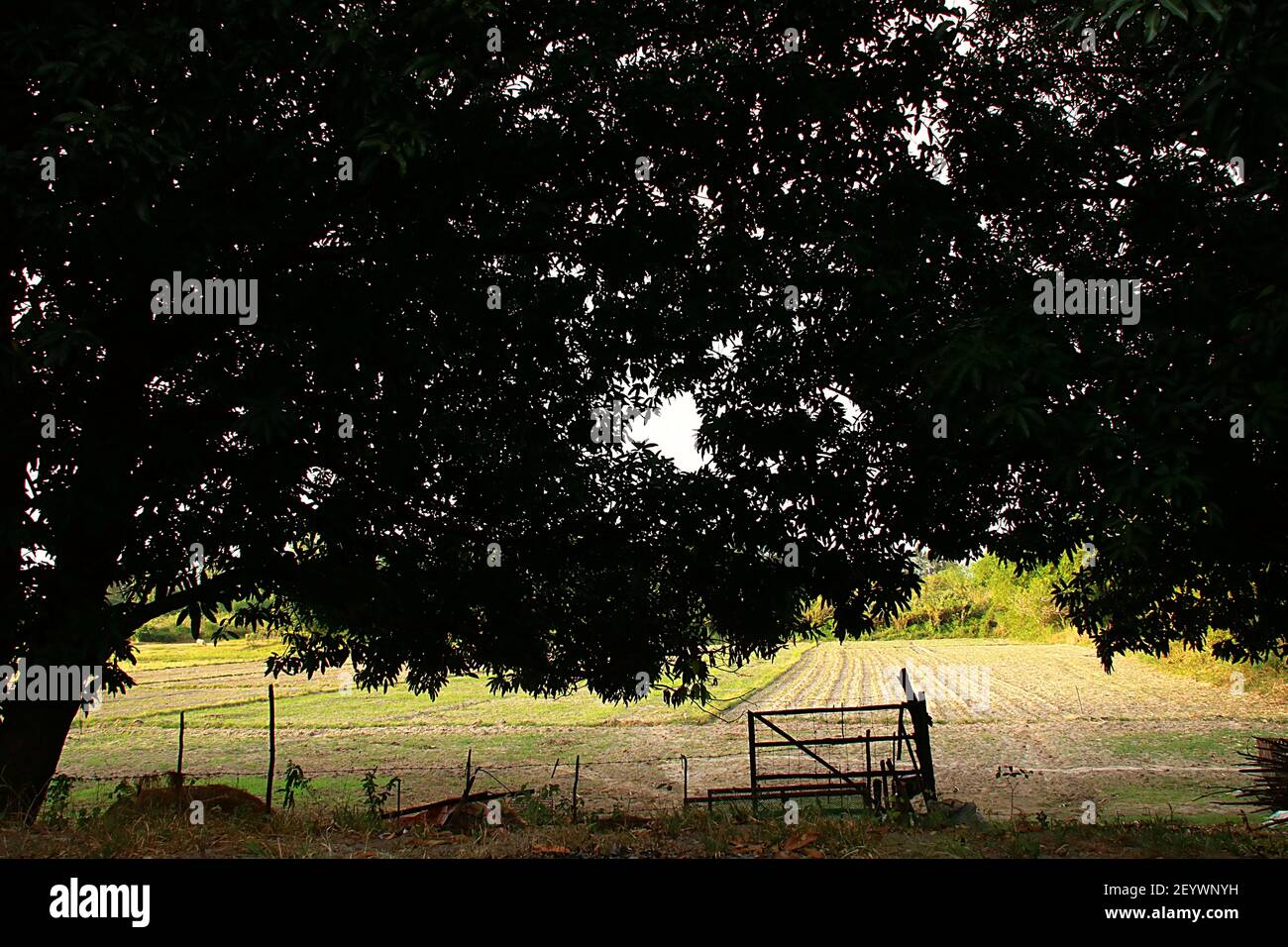 Rice Field and Backyard Mango Trees Somewhere In San Antonio Zambales Philippines Stock Photo