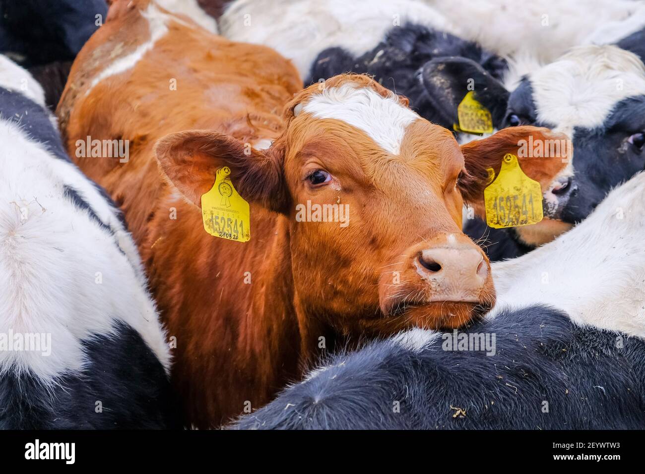 Apk High Resolution Stock Photography And Images Alamy