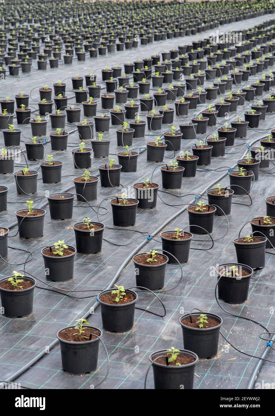 Greenhouse for Chrysanthemum flower seedling planting plots. Soil disinfection film. Flower Potted Plants Irrigation. Stock Photo