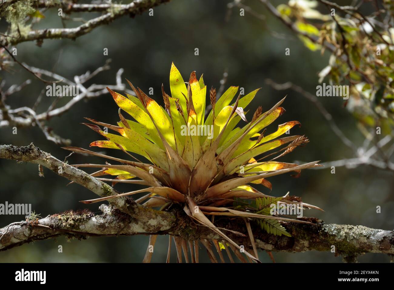 Mostly epiphytic plants of the genus Tillandsia, normally grow on other plants (generally on trees), without becoming parasites, but instead use them Stock Photo