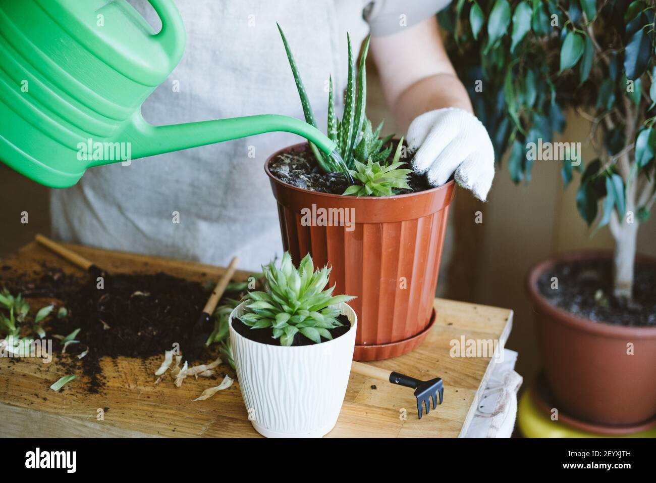 Home garden. Houseplant symbiosis. How to Transplant Repot a Succulent ...