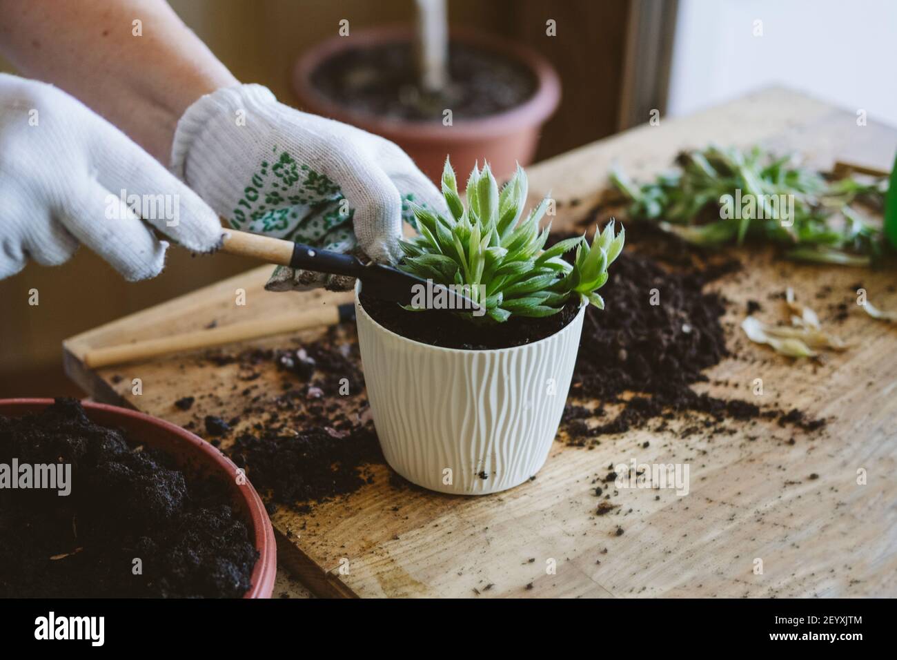 Home garden. How to Transplant Repot a Succulent, propagating succulents.  Woman gardeners hand transplanting cacti and succulents in cement pots on  Stock Photo - Alamy