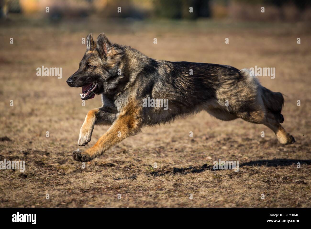 German Shepherd Dog (Alsatian) running full speed Stock Photo