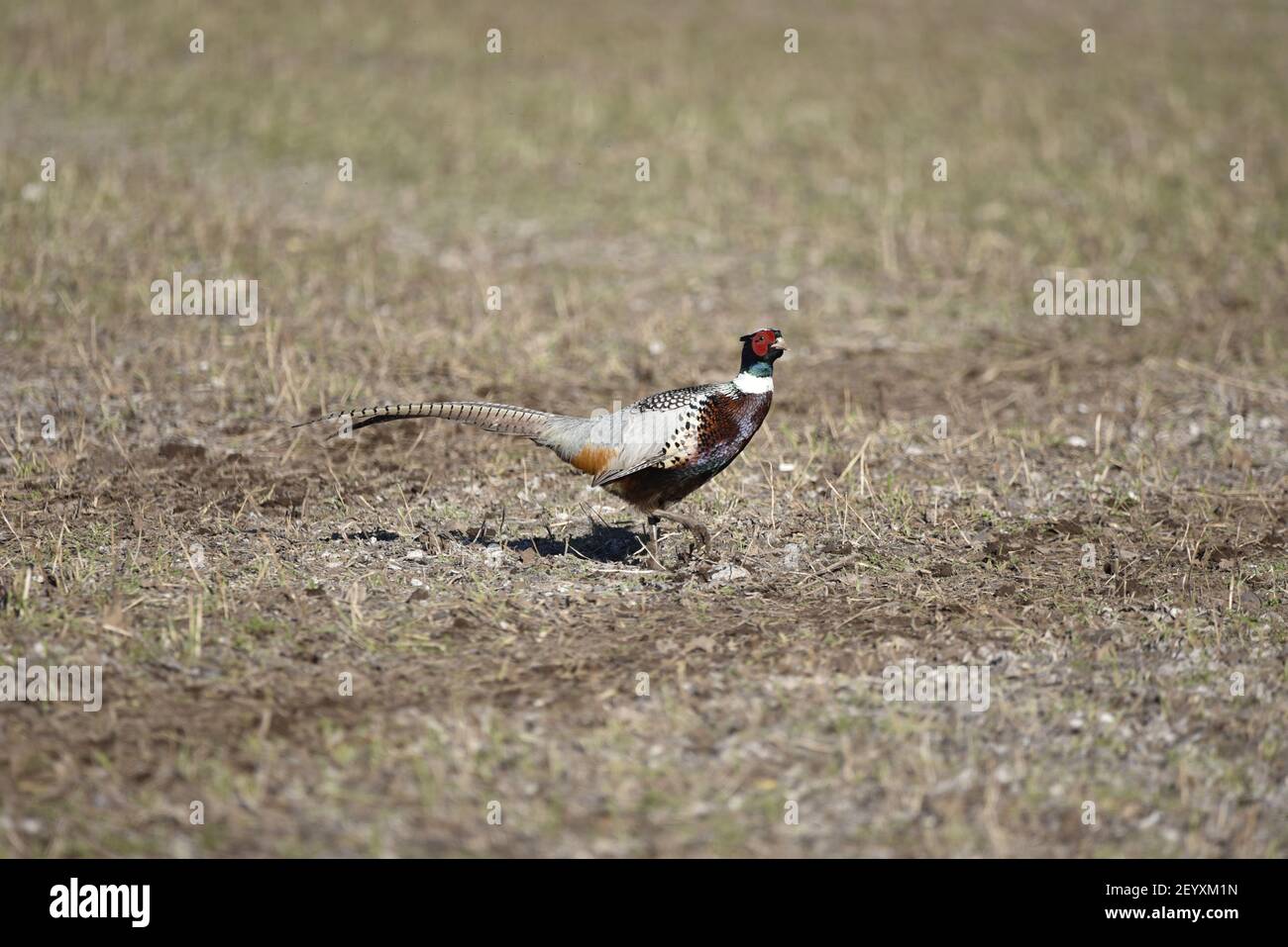 Male Common Pheasant (Phasianus colchicus) on a Sunny Winter Afternoon in England, on Farmland, Facing Camera Stock Photo