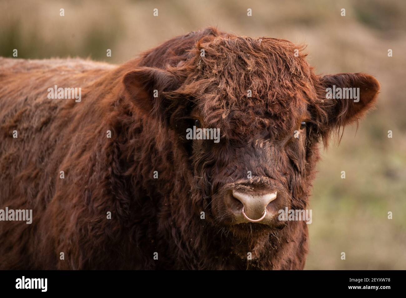 Cattle ring uk 2021 hi-res stock photography and images - Alamy