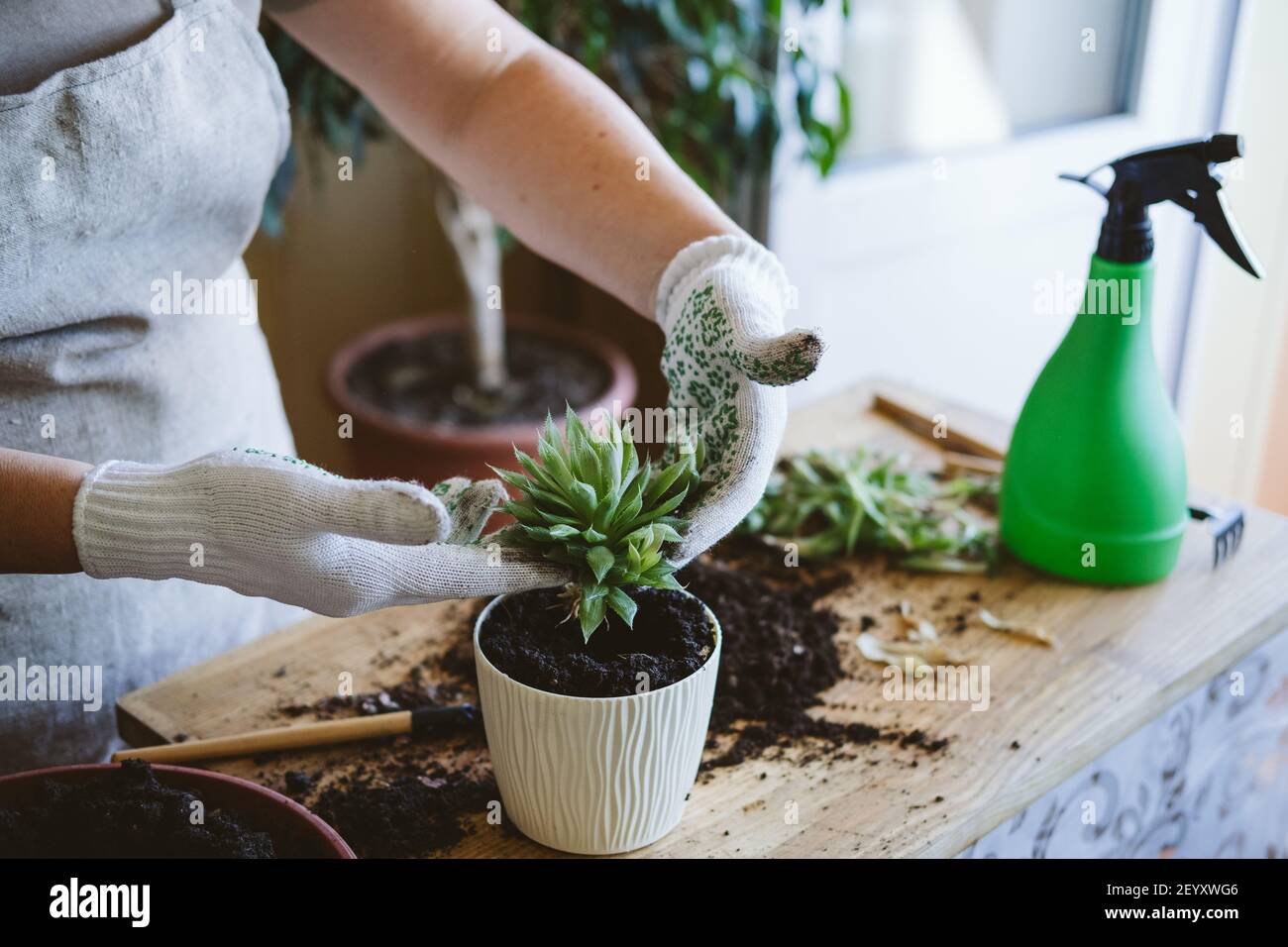 Propagating house plants hires stock photography and images Alamy