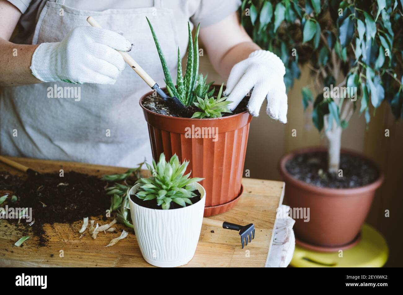 Home garden. Houseplant symbiosis. How to Transplant Repot a Succulent ...