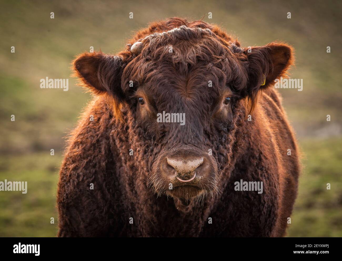 Cattle ring uk 2021 hi-res stock photography and images - Alamy