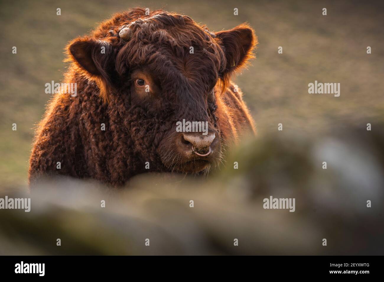 Cattle ring uk 2021 hi-res stock photography and images - Alamy
