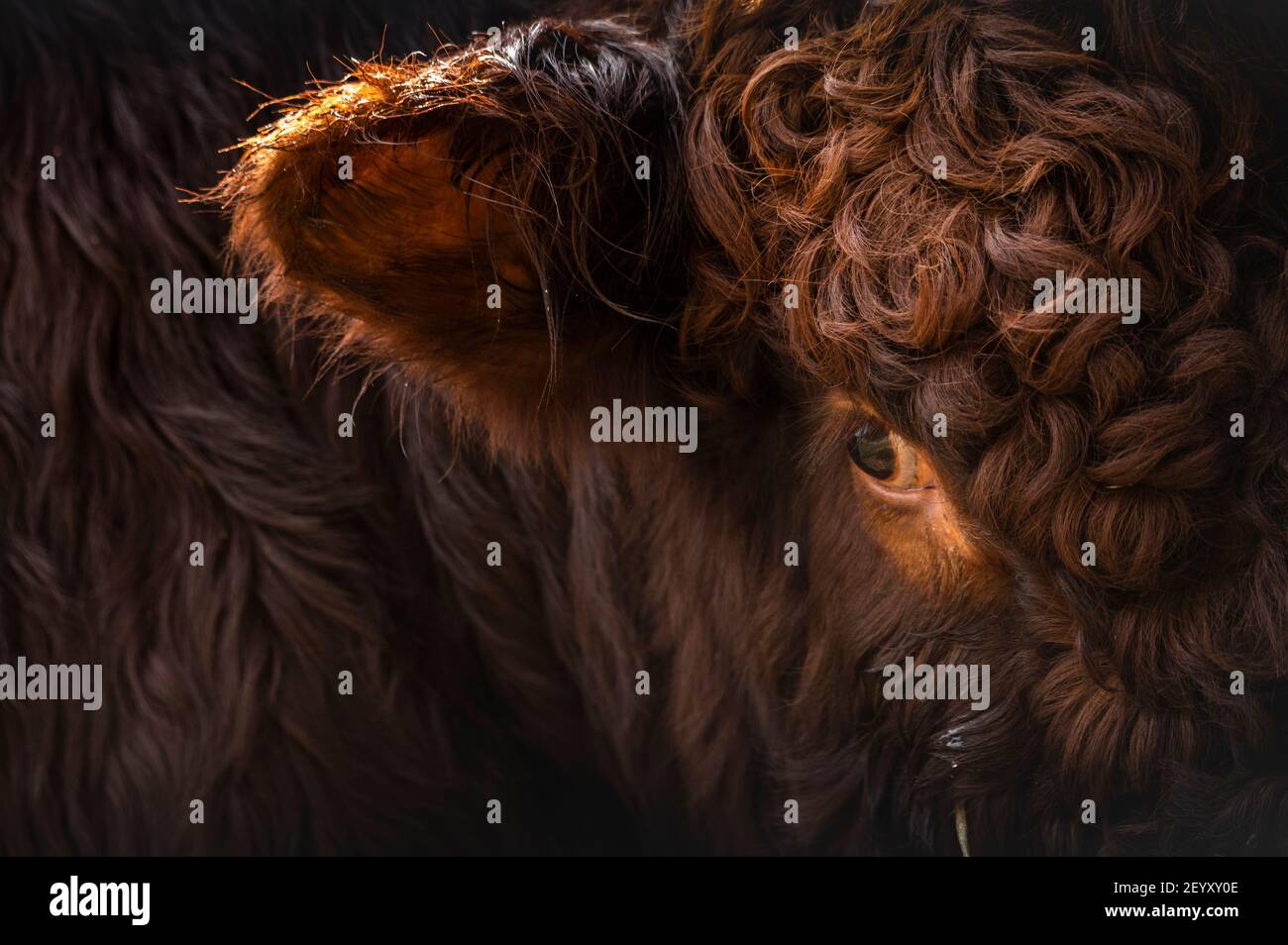 Cattle ring uk 2021 hi-res stock photography and images - Alamy
