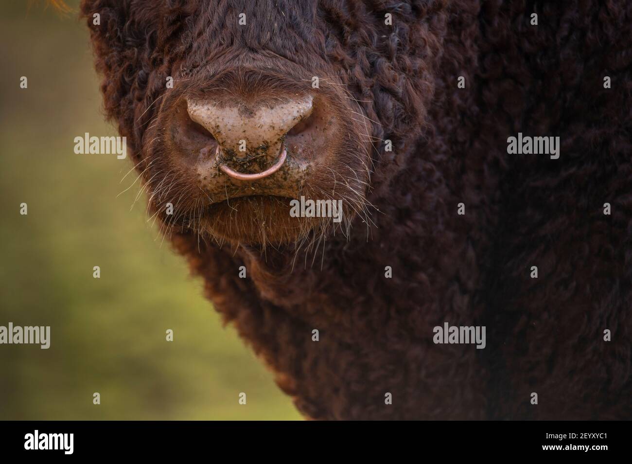 Cattle ring uk 2021 hi-res stock photography and images - Alamy