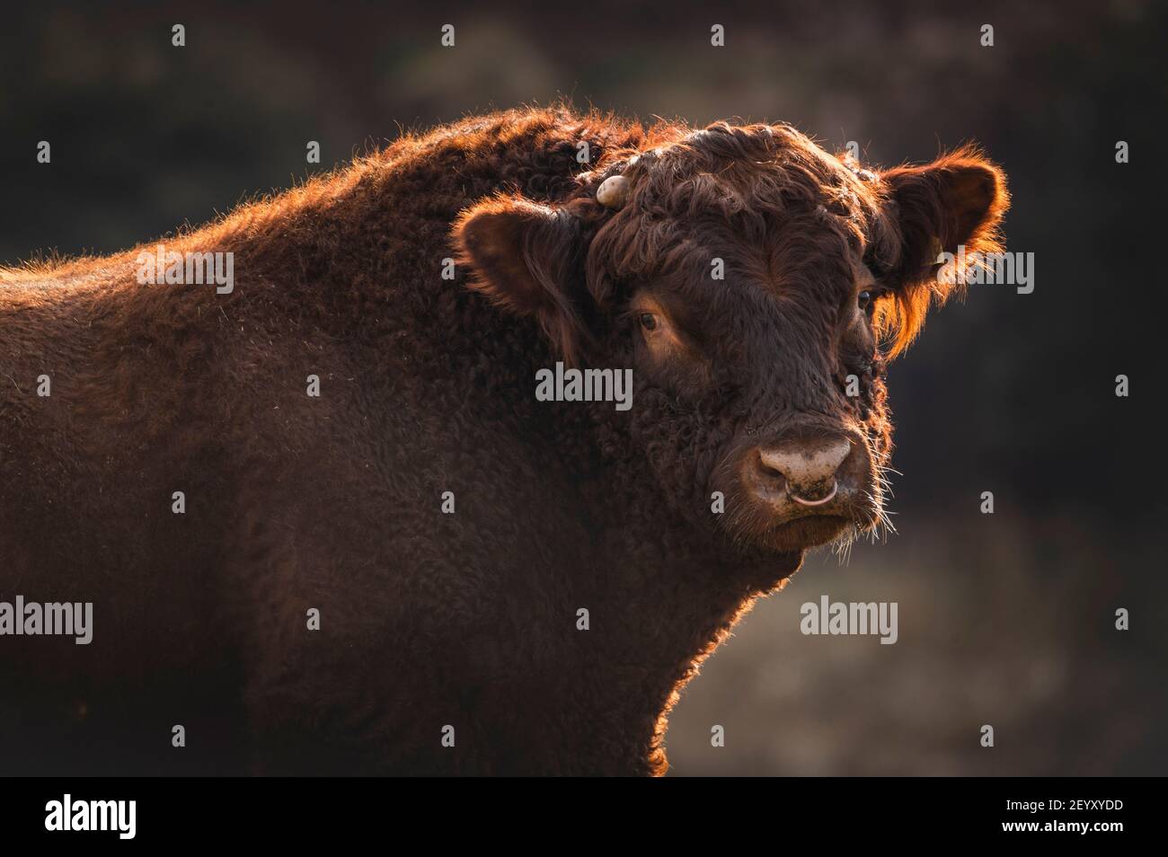 Live cows hi-res stock photography and images - Page 15 - Alamy