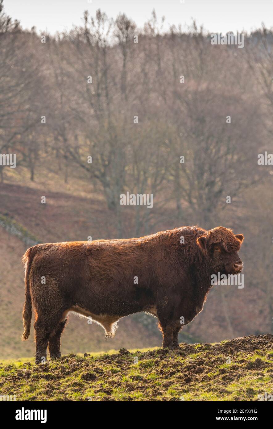 Cattle ring uk 2021 hi-res stock photography and images - Alamy