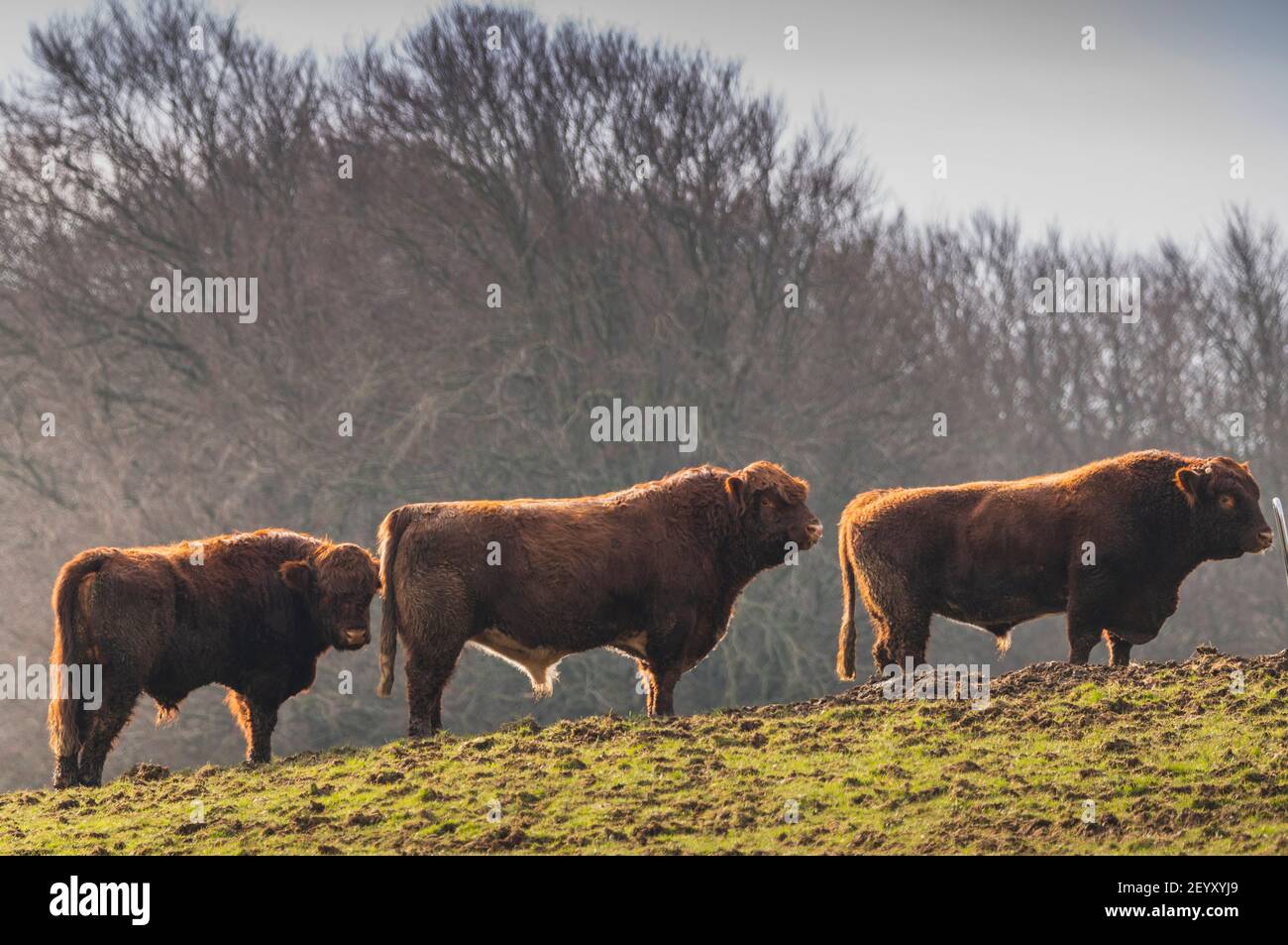 Cattle ring uk 2021 hi-res stock photography and images - Alamy