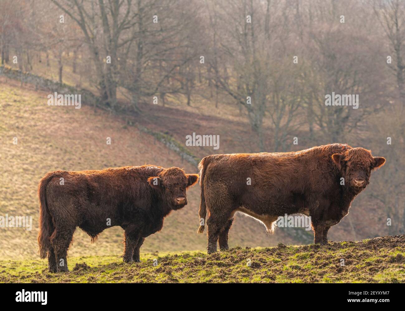 Cattle ring uk 2021 hi-res stock photography and images - Alamy