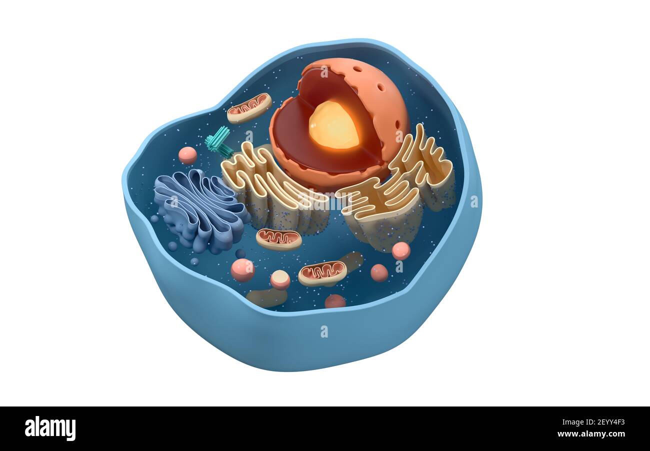 animal cell 3d