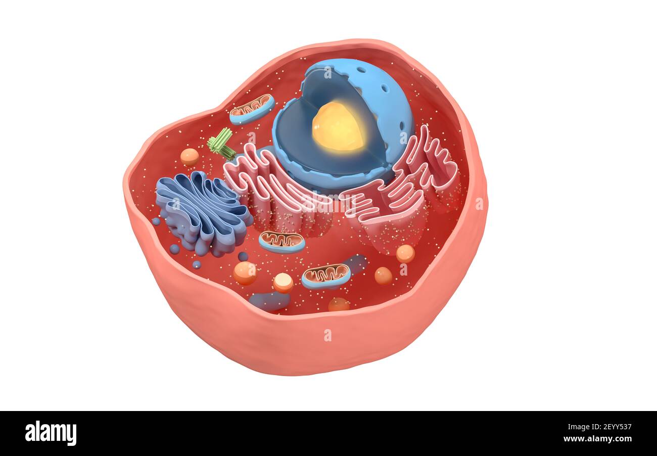 Internal structure of an animal cell, 3d rendering. Section view ...