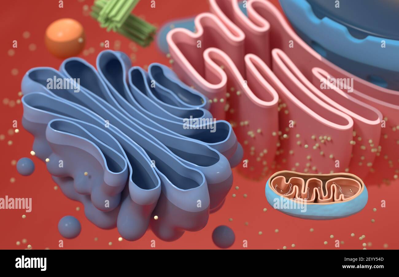 Internal structure of an animal cell, 3d rendering. Section view. Computer digital drawing. Stock Photo