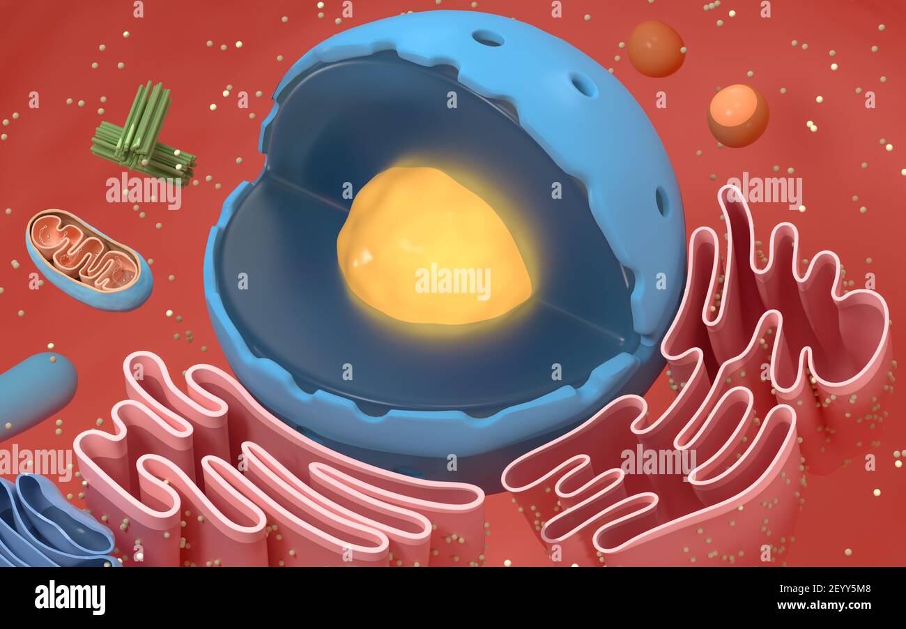 Internal structure of an animal cell, 3d rendering. Section view. Computer digital drawing. Stock Photo