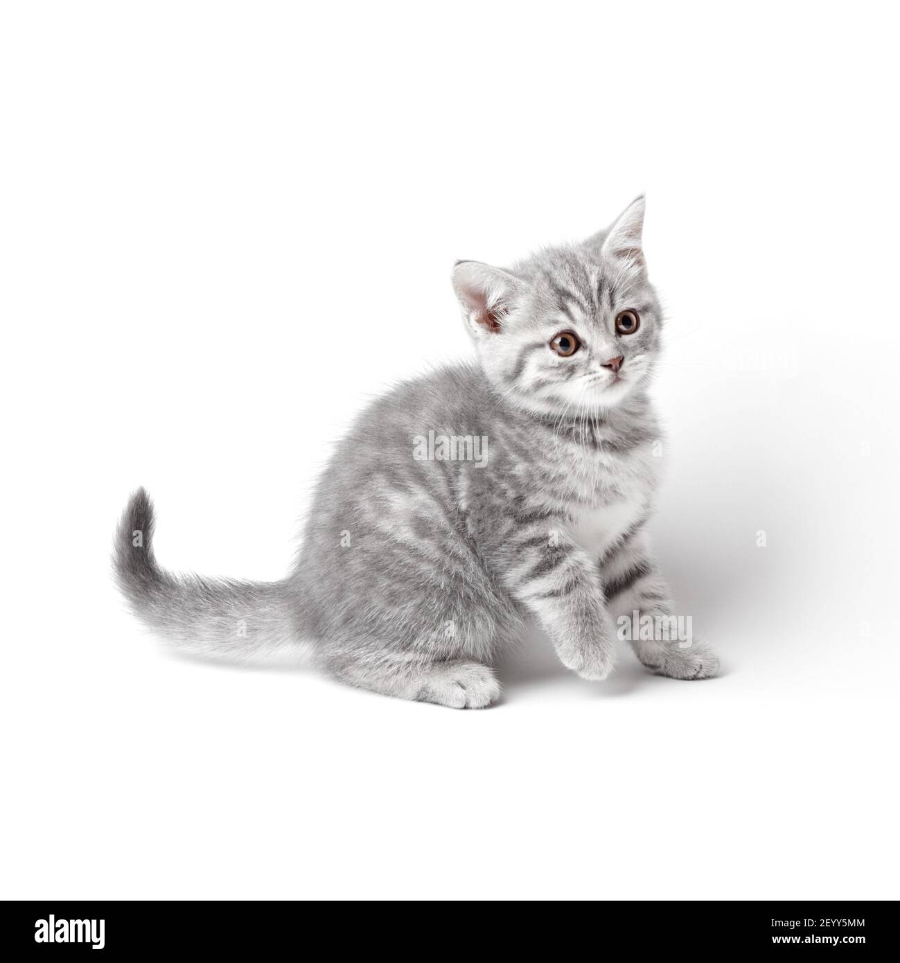 Marmoreal british kitten isolated on white Stock Photo