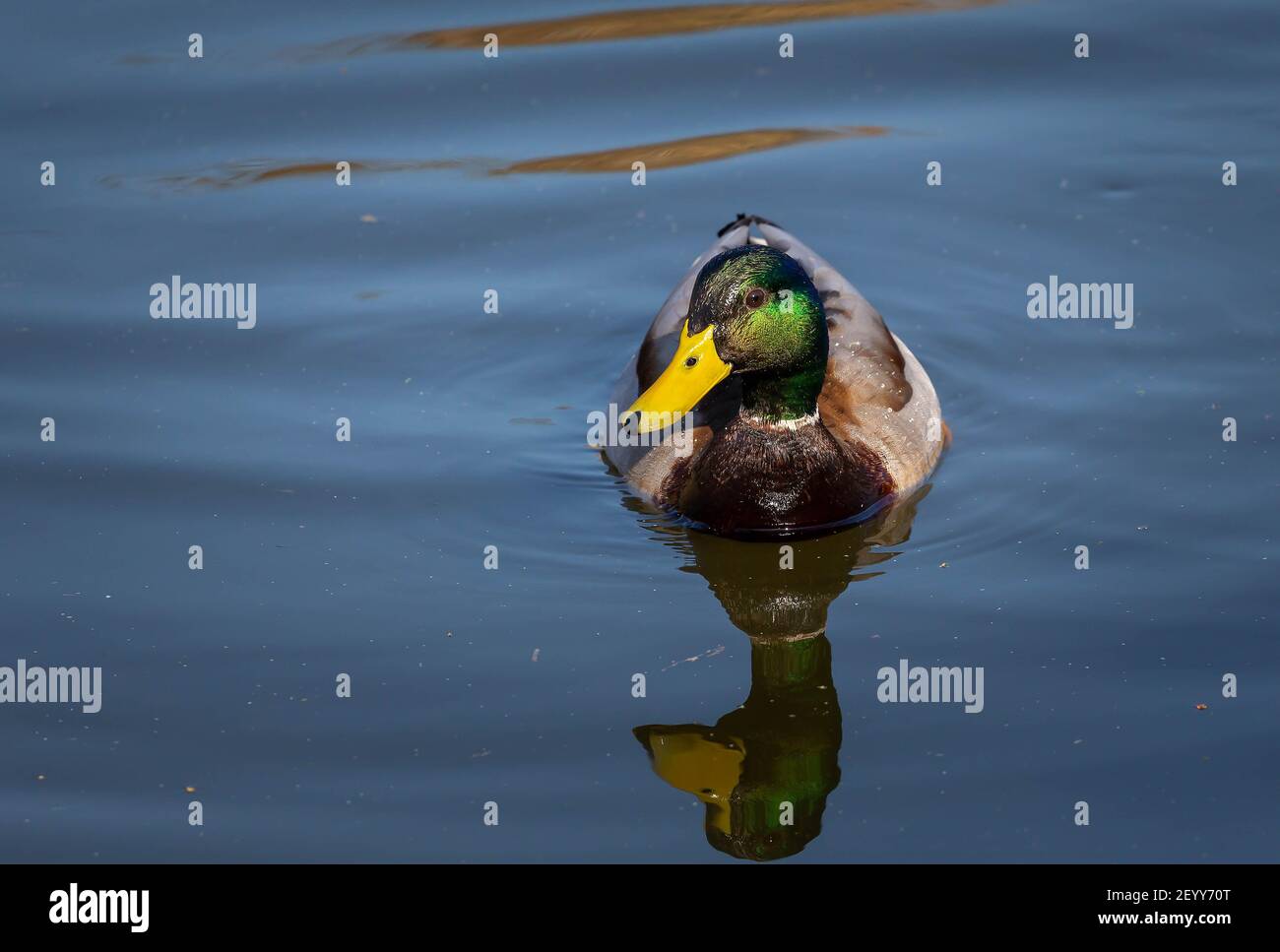 Solitary male Mallard floating on water Stock Photo