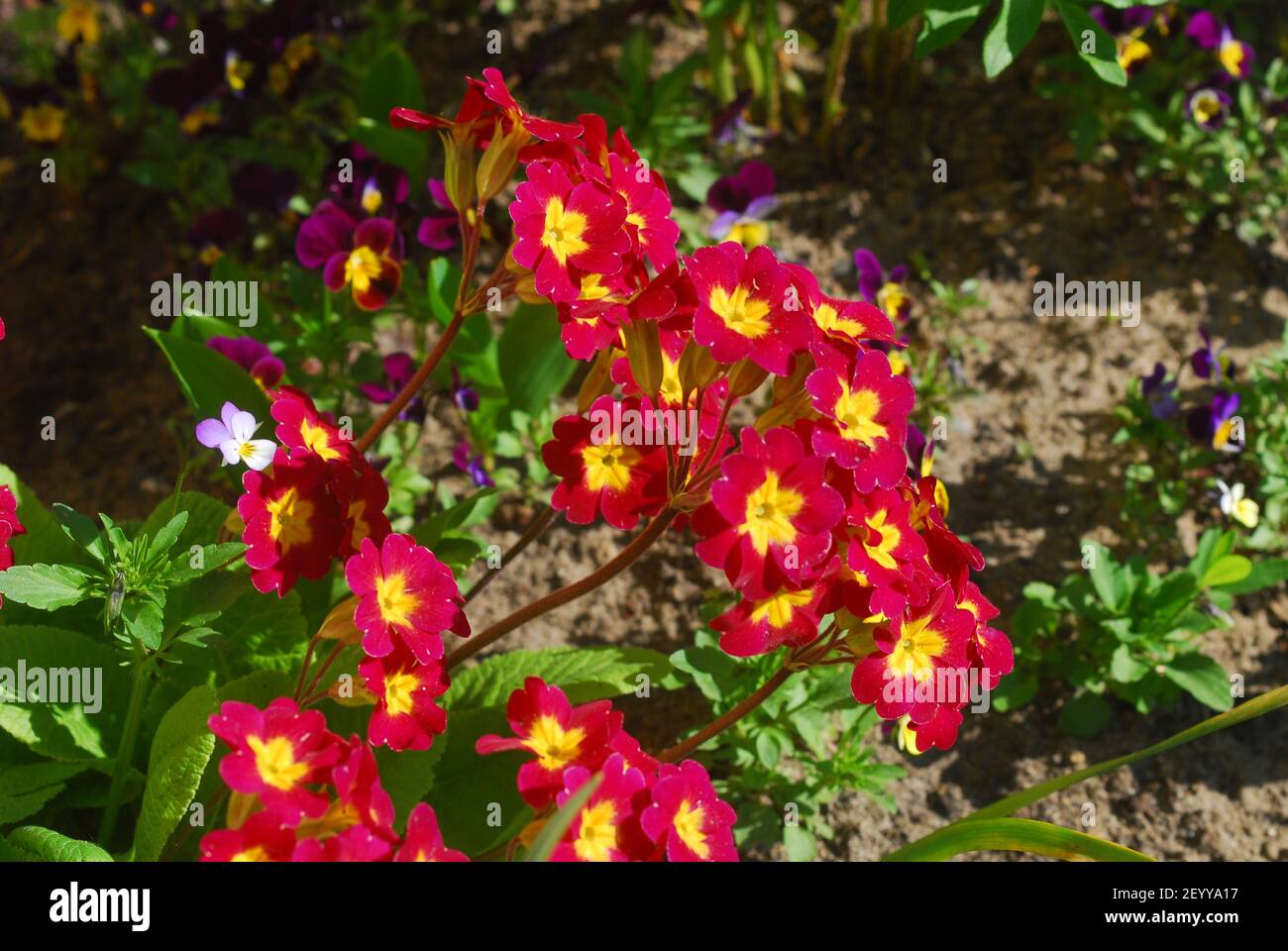 Red primrose, primula, primula acaulis, blossom primula Stock Photo