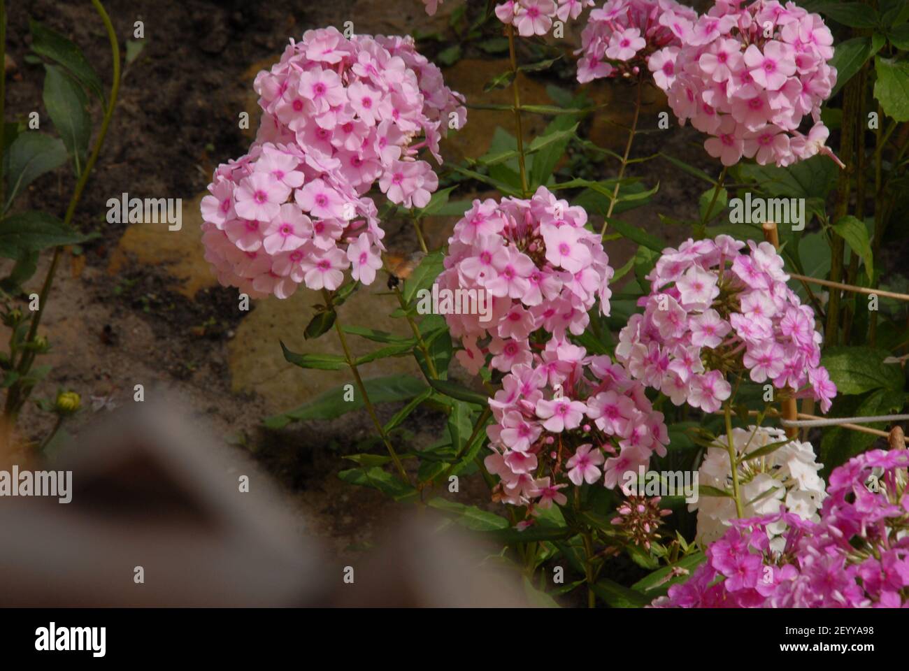 Phlox, phlox paniculata, gaberrima, pink blossom phlox, paniculata Stock Photo