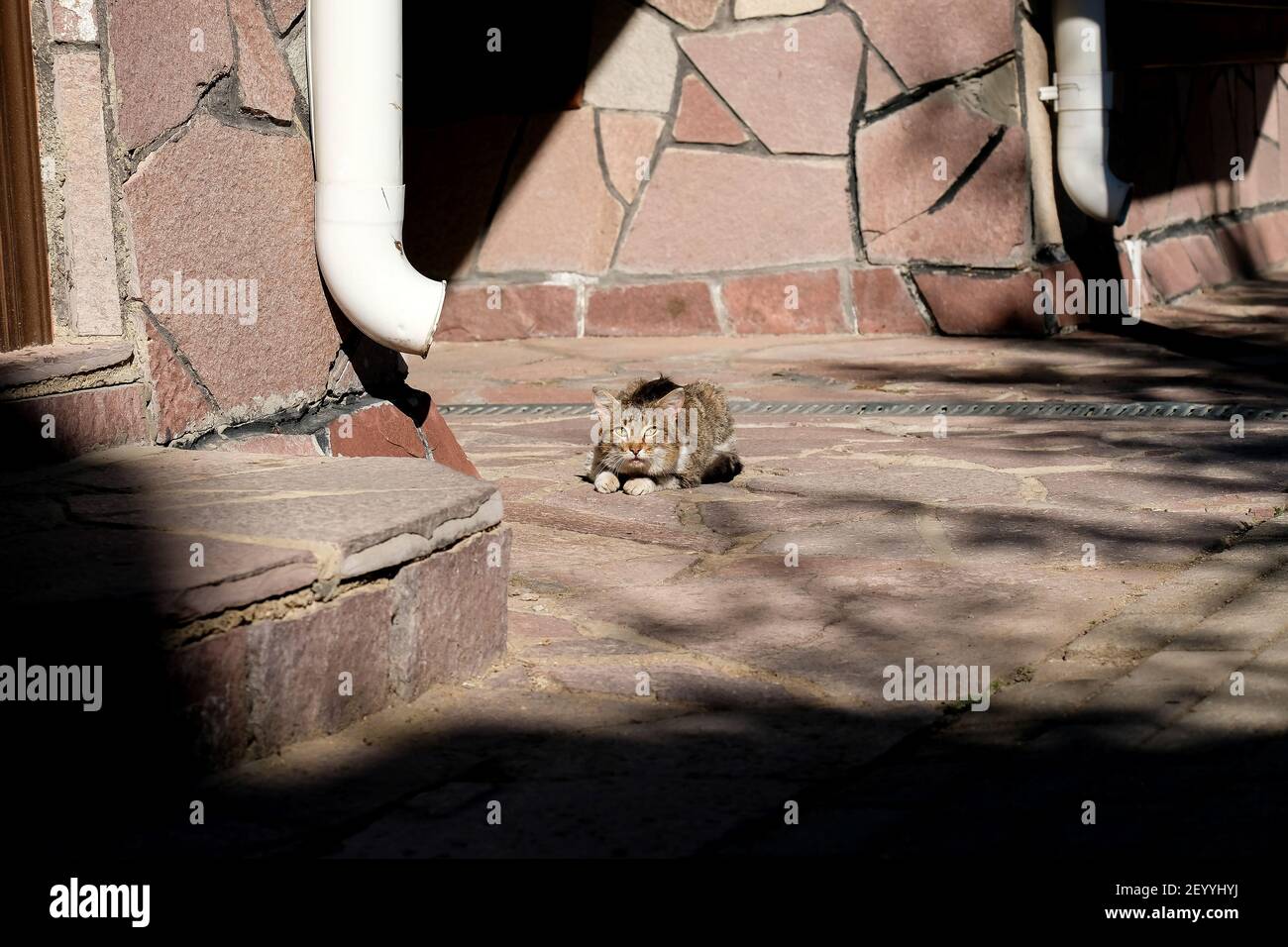 A sick cat lies on the road, looks at the camera. Old street cat. Blurred background, shadows. Stock Photo