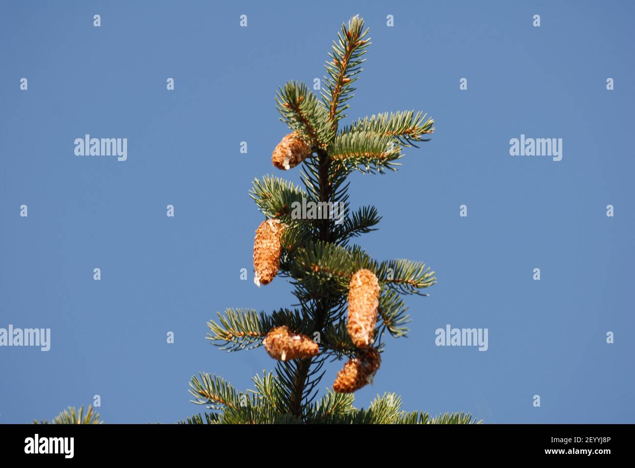 Picea punges, picea abies, pinaceae, cones of the spruce, cones, spruce, Stock Photo