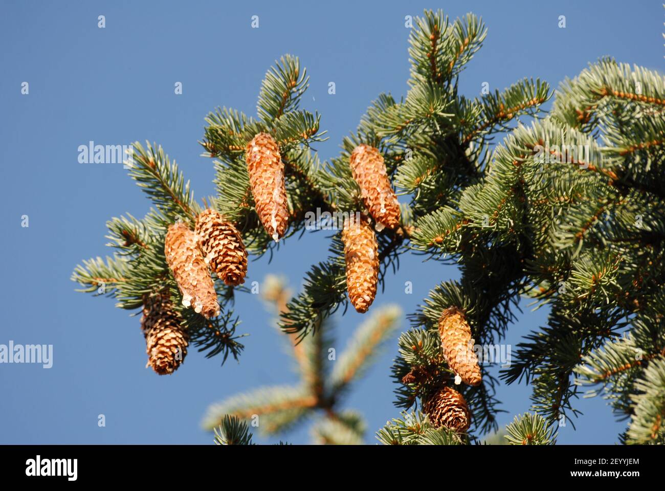 Picea punges, picea abies, pinaceae, cones of the spruce, cones, spruce, Stock Photo