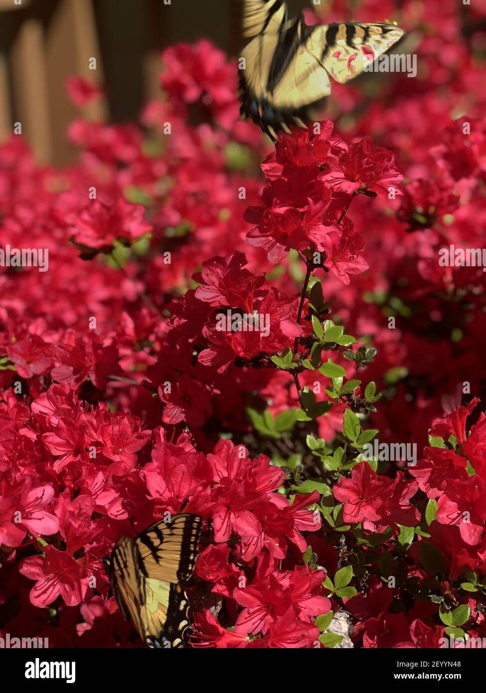 A vertical closeup of butterflies sitting on the beautiful red