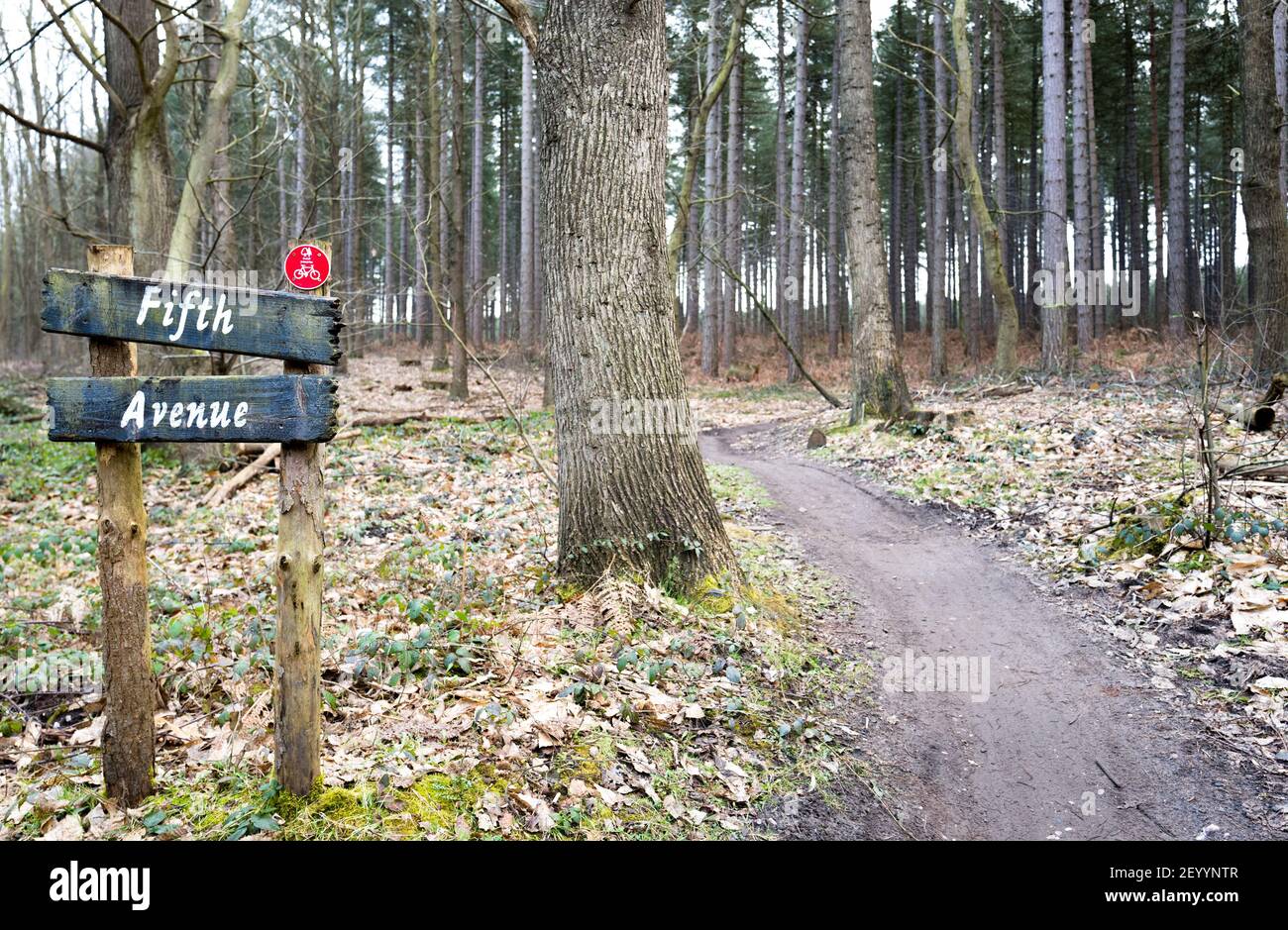 Fifth Avenue, a mountain bike track in Sherwood Forest. Stock Photo