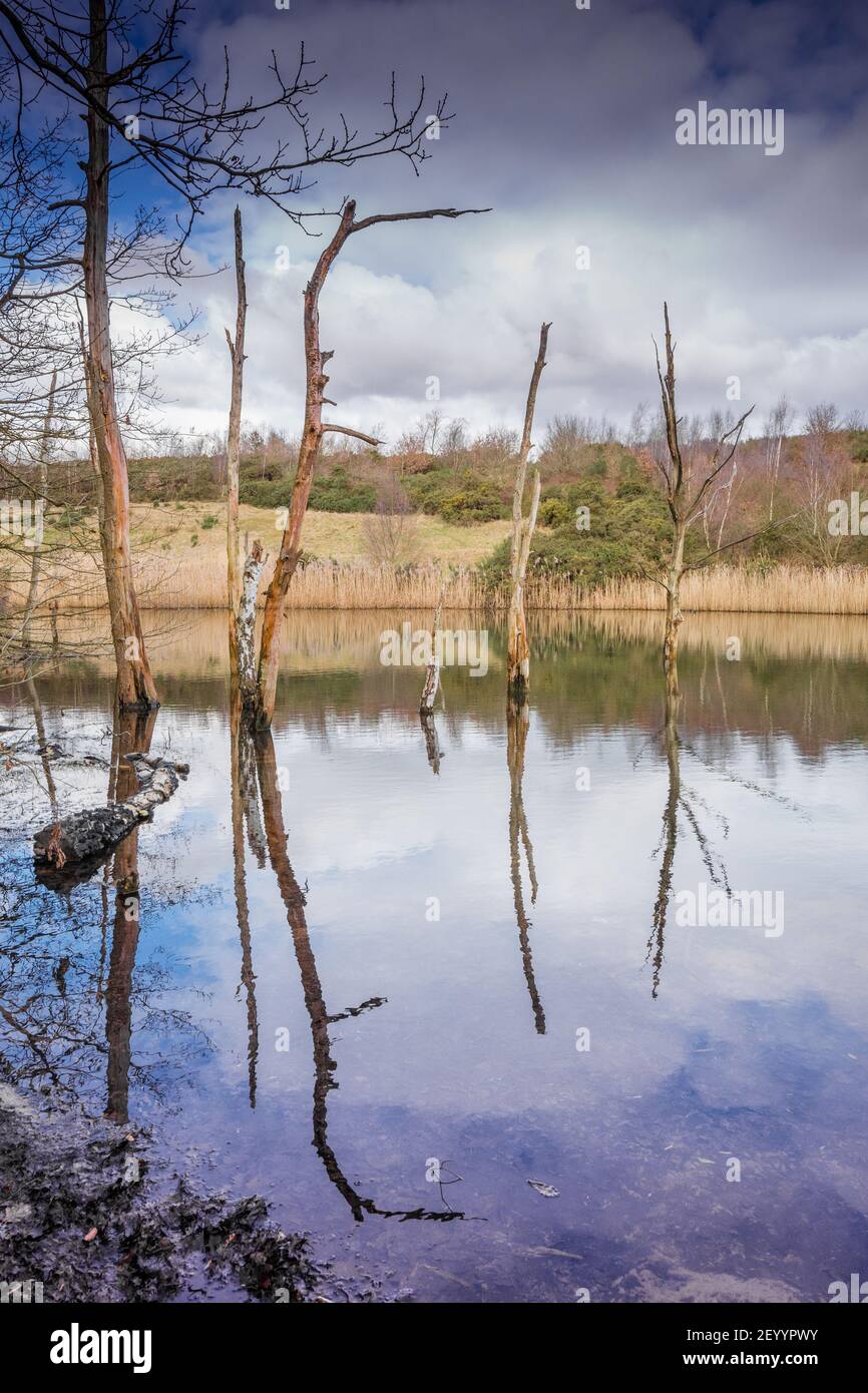Dead and decaying submerged trees in a lake Stock Photo - Alamy