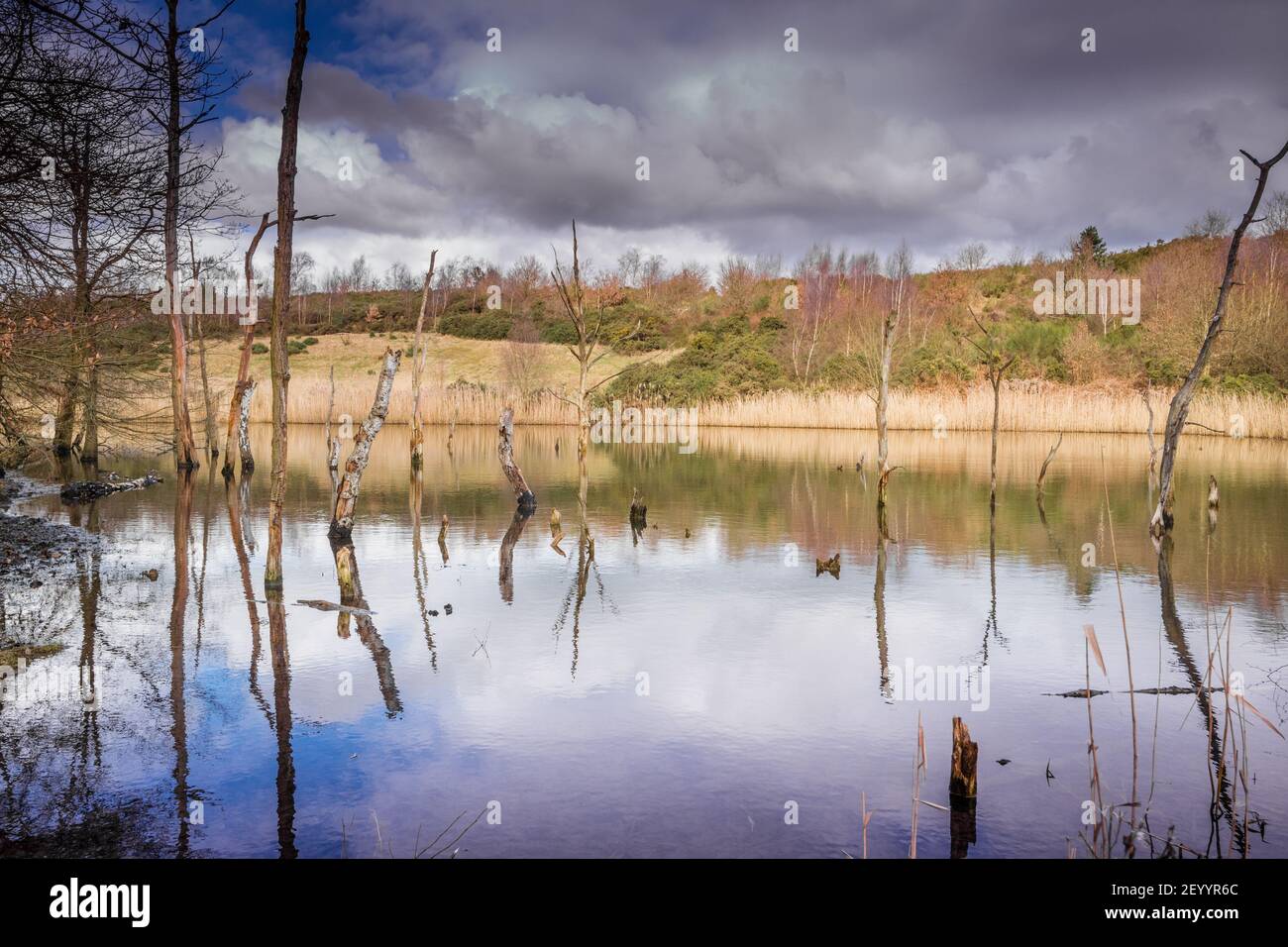 Dead and decaying submerged trees in a lake Stock Photo - Alamy
