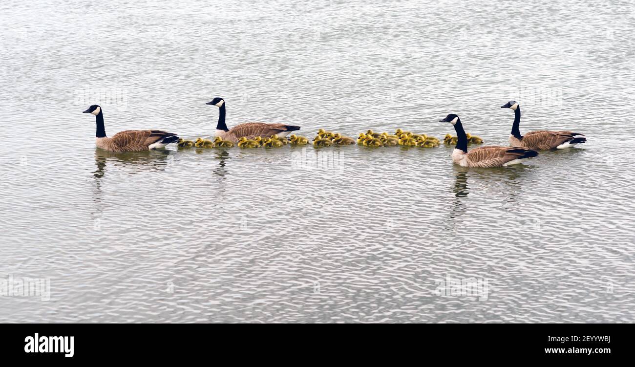 Two Geese Families Swing Huddled Together Goose Chicks Stock Photo Alamy