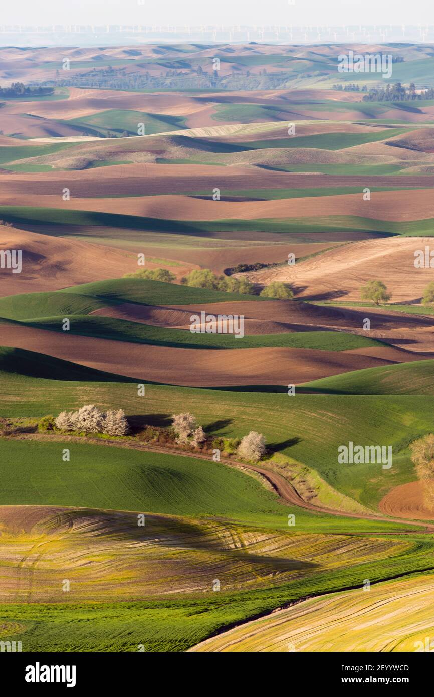 Palouse Region Steptoe Butte Farmland Rolling Hills Agriculture Stock Photo