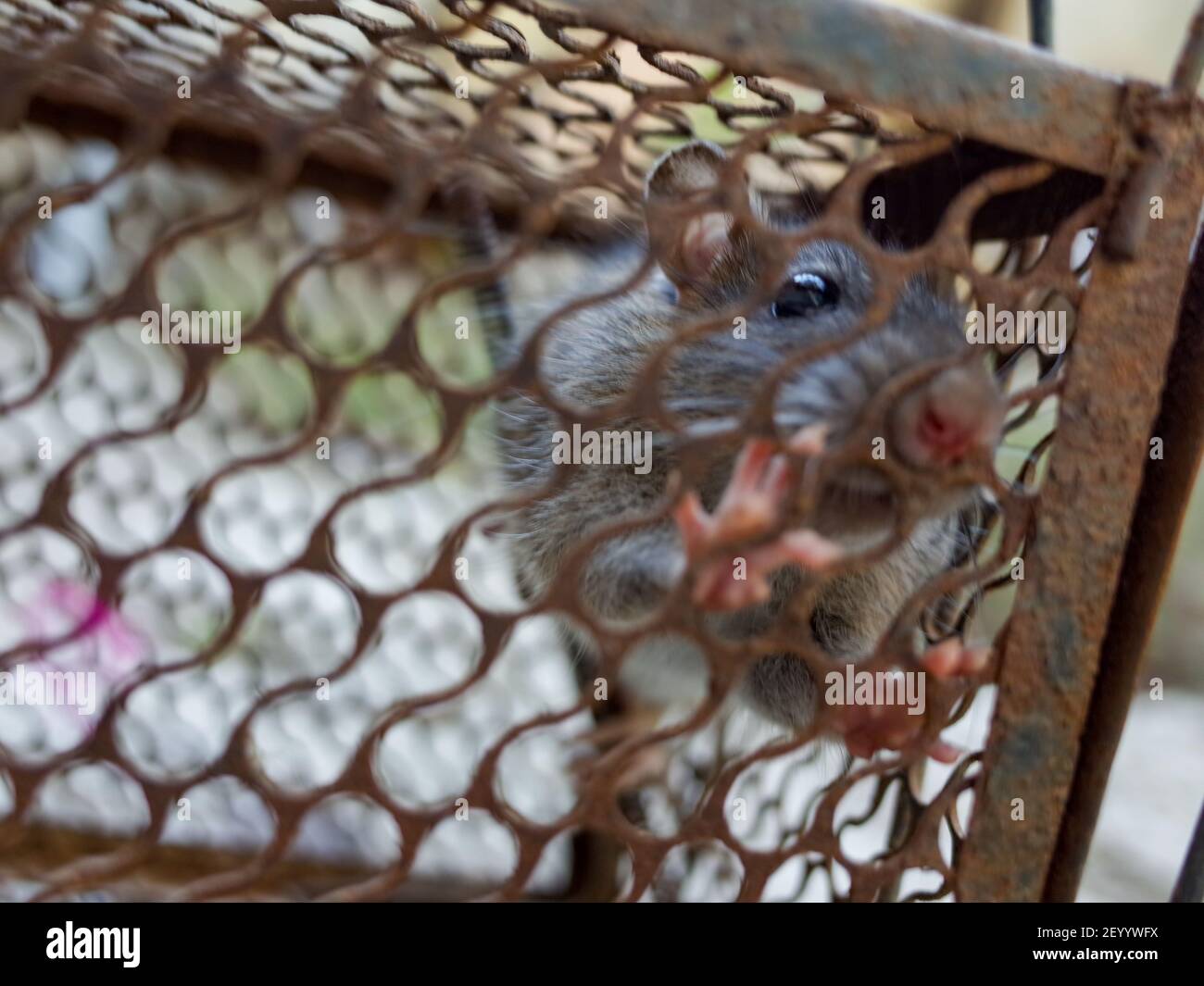 Domestic rat trapped in a metallic cage Stock Photo