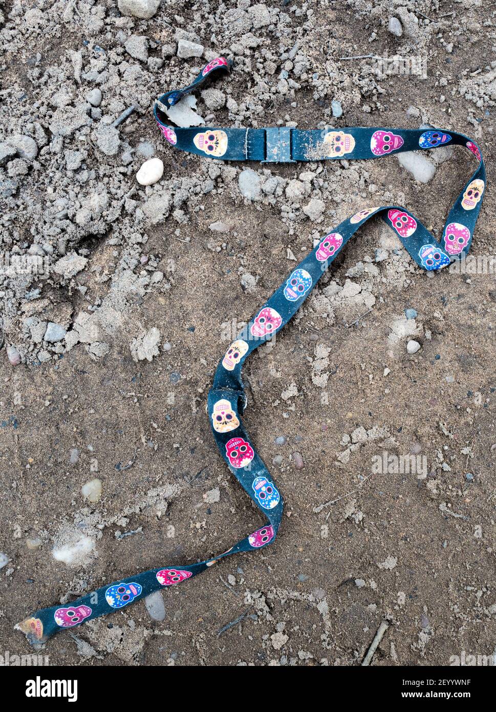 Discarded lanyard with colourful human skull motifs. Stock Photo