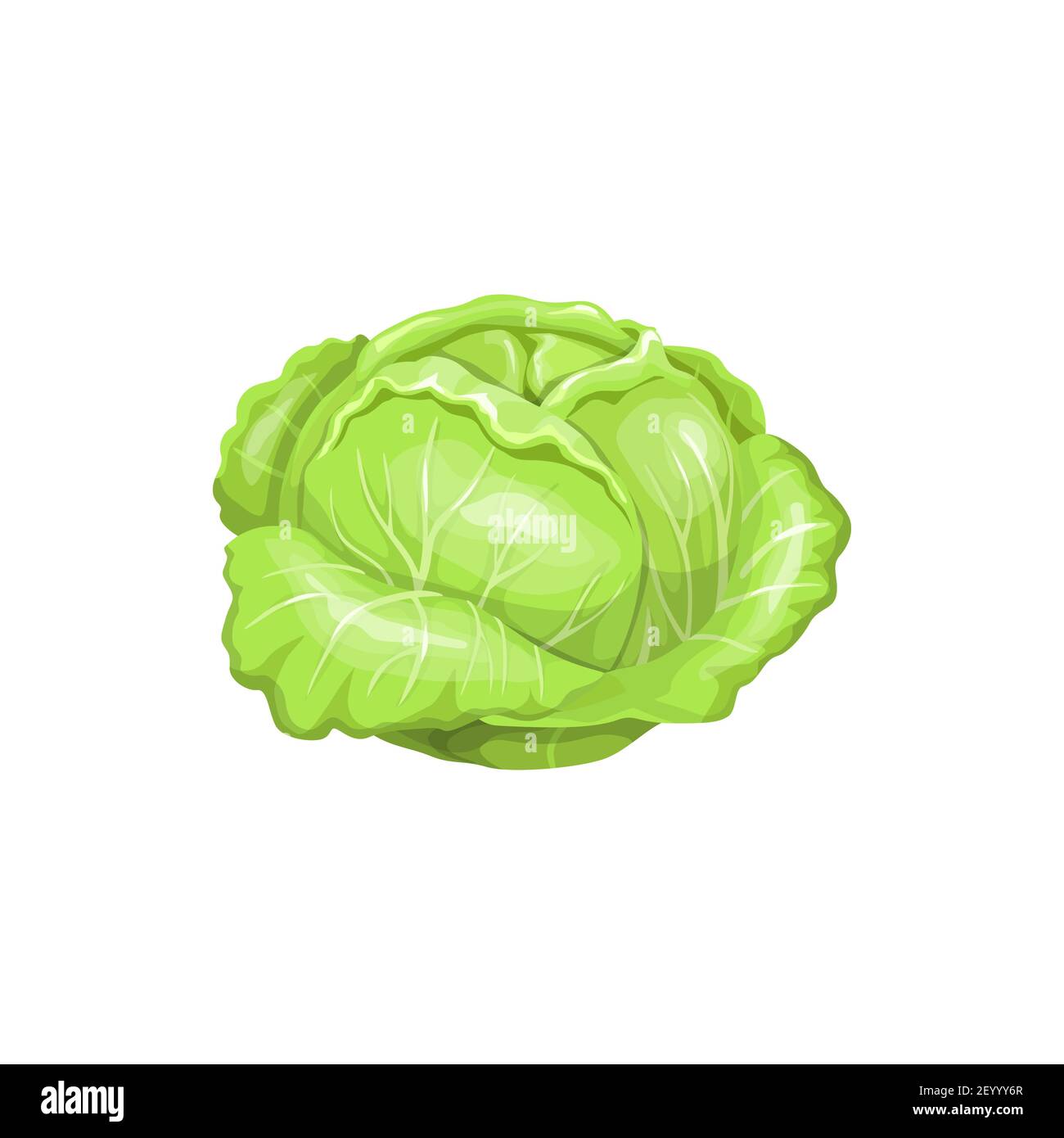 Cabbage head isolated green vegetable raw food isolated icon. Vector savoy cabbages, healthy organic vegetable, green veggie with leaves. Headed raw v Stock Vector