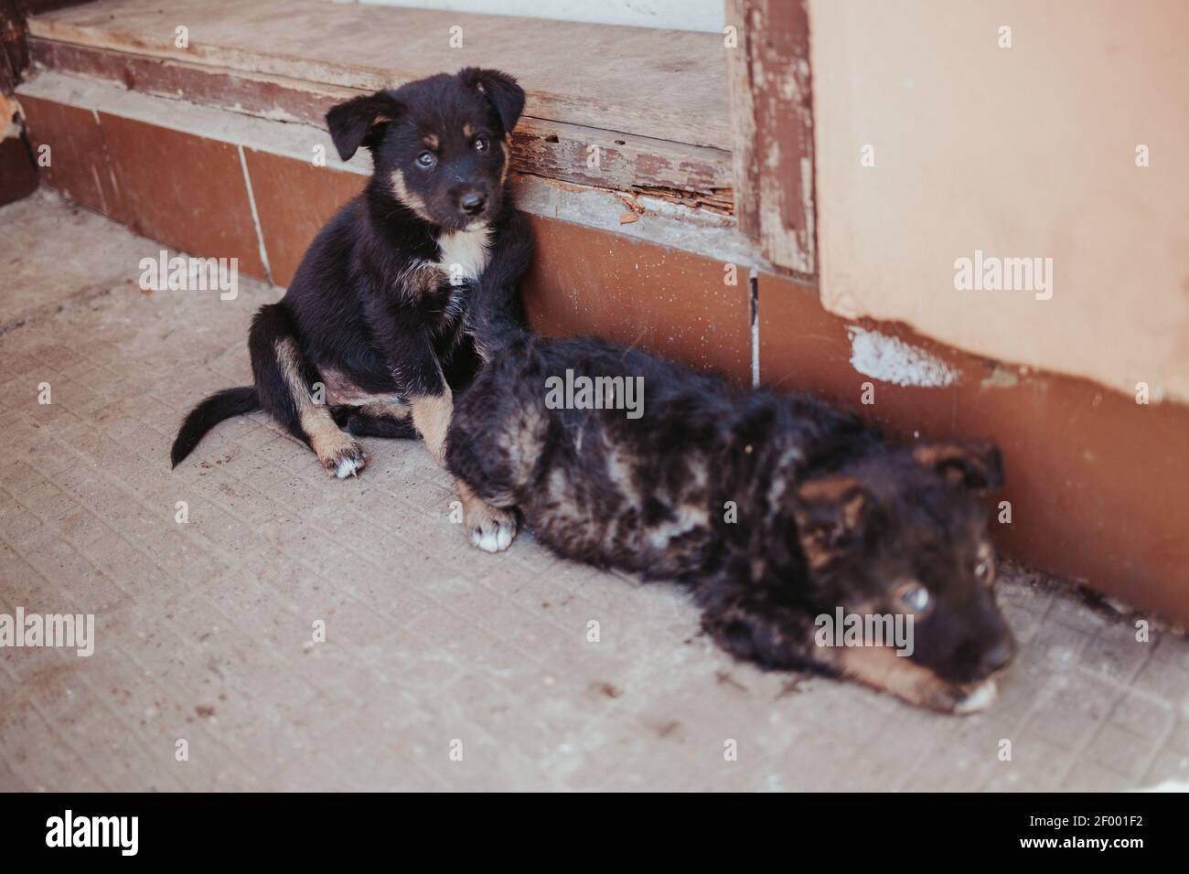 A couple of cute little puppy dogs sitting by the door of a buildings