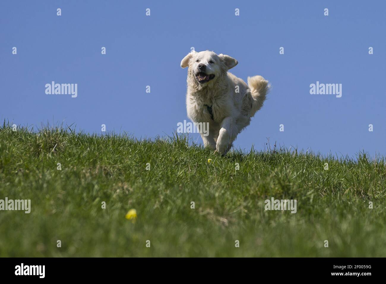 Zest For Life 4 Stock Photo Alamy zest-for-life-4-stock-photo-alamy