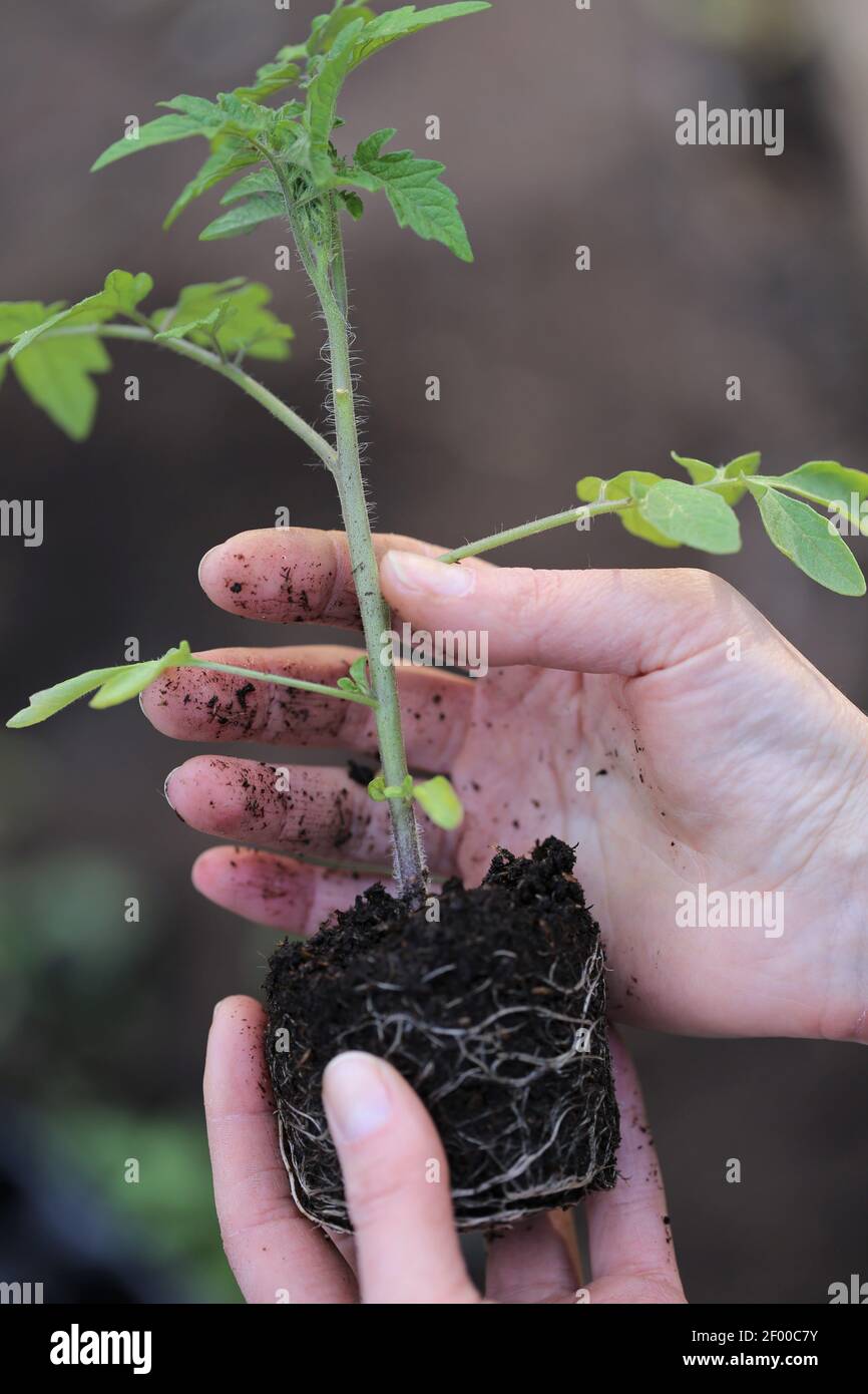 Tomato seedlings in the spring garden.Spring seedlings. Gardening and horticulture. Seedling in the hands. Planting tomatoes in the ground. Garden Stock Photo