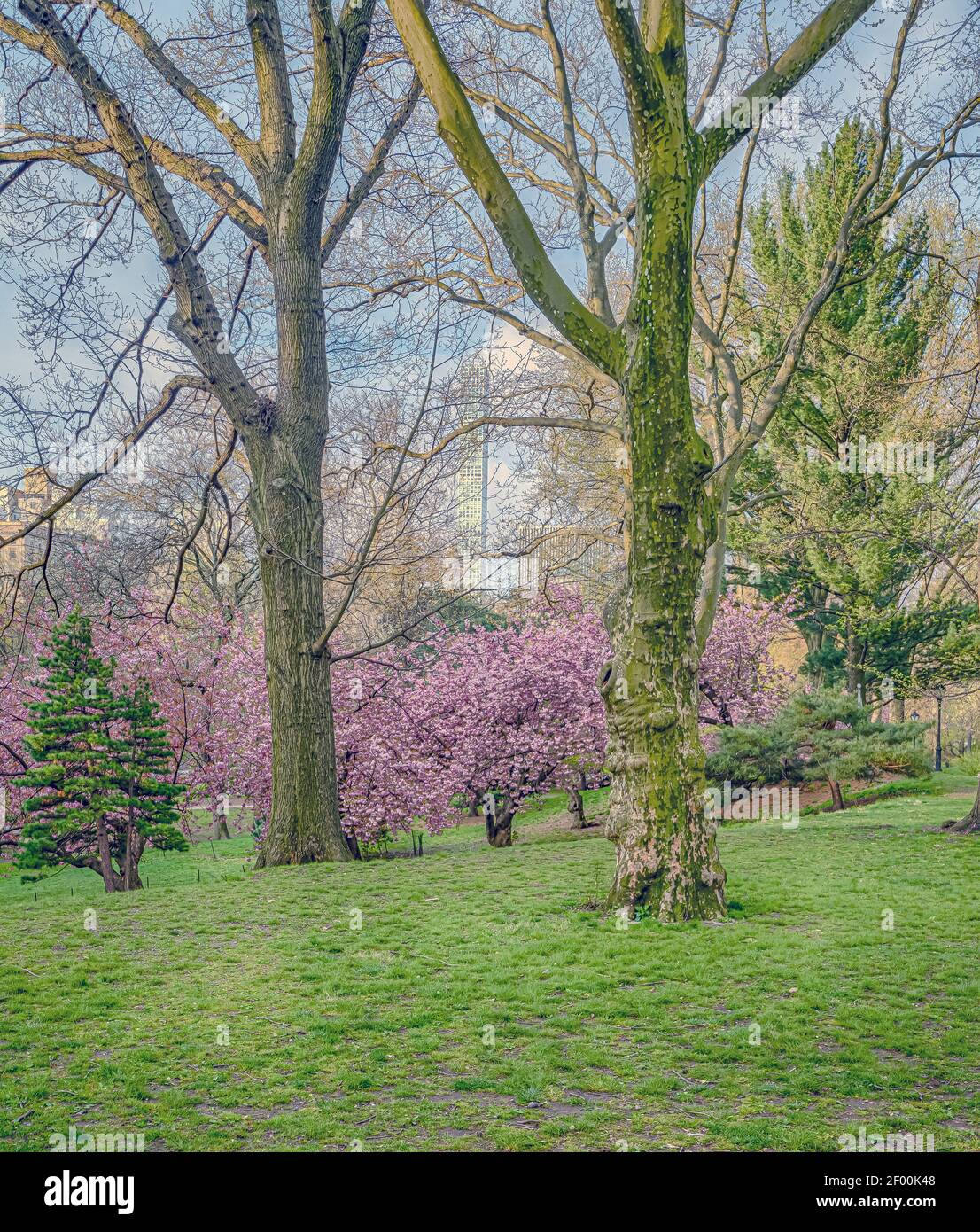Spring in Central Park, New York City early in the morning with cherry trees Stock Photo