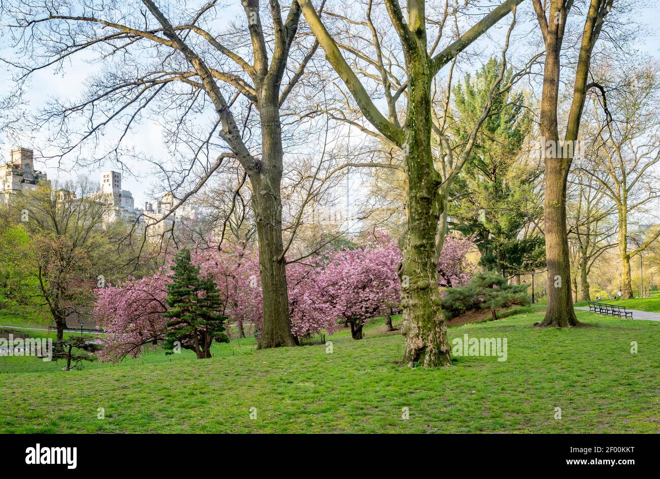 Spring in Central Park, New York City early in the morning with cherry trees Stock Photo