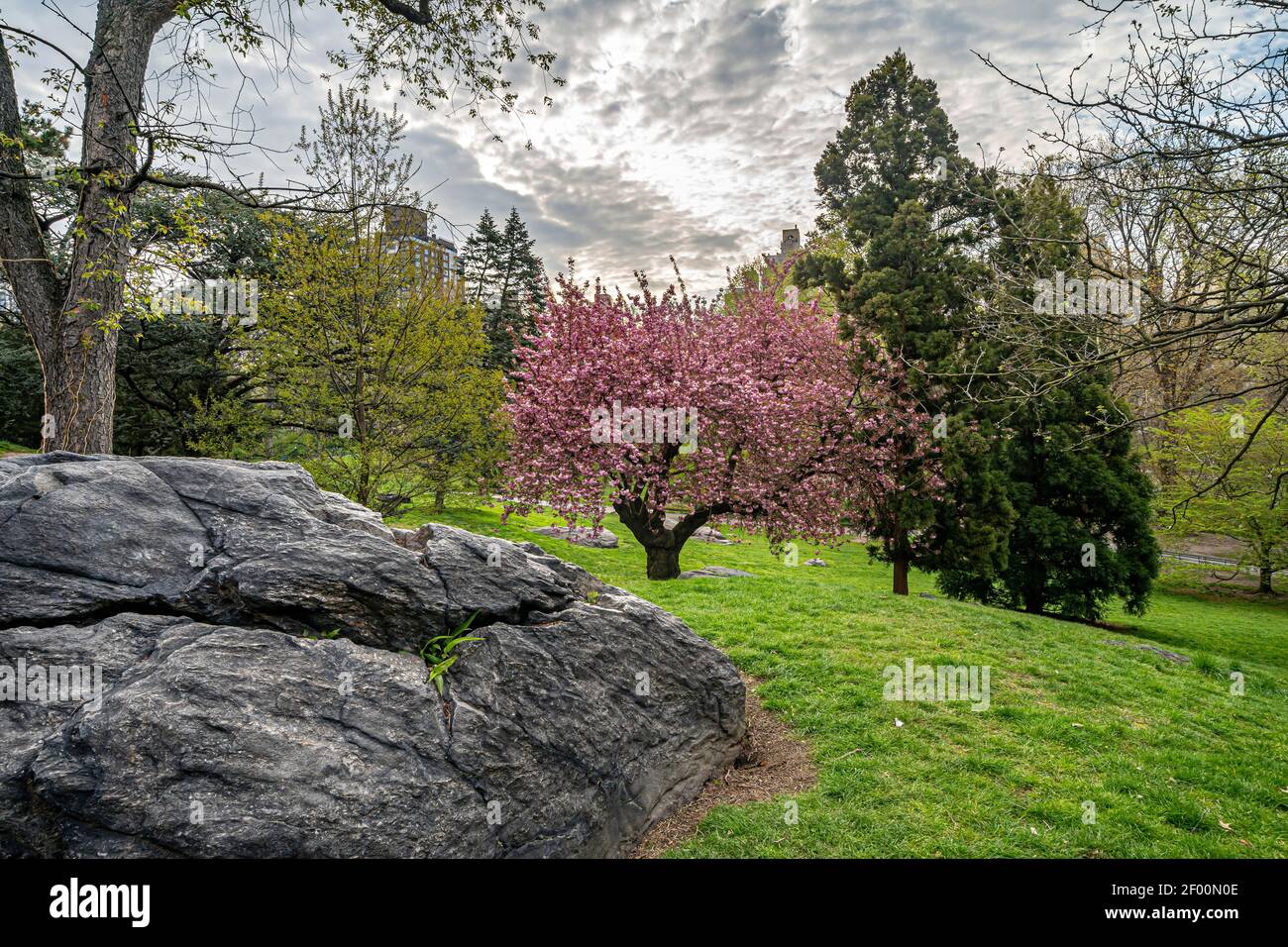 Spring in Central Park, New York City early in the morning with cherry ...