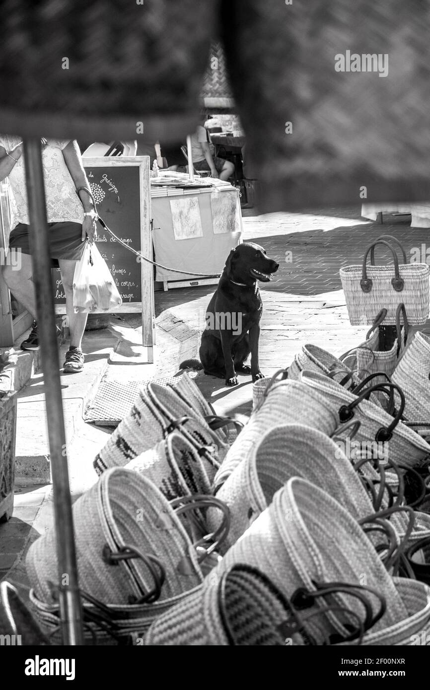 Dog waiting while owner talks. Stock Photo